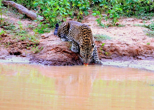 Sri Lankan Leopard drinking water in Yala National park